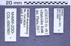 Etiketten zu Athous vittatoides (Reitter, 1905) (NHMW-ZOO-COL-0007801)